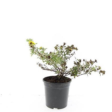 Potentilla f. 'Goldstar' Pot 1,5 liter