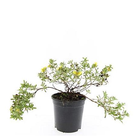Potentilla f. 'Goldstar' Pot 1,5 liter