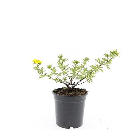 Potentilla f. 'Goldstar' Pot 1,5 liter