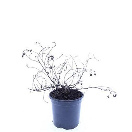 Potentilla f. 'Goldstar' Pot 1,5 liter