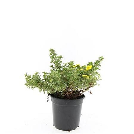 Potentilla f. 'Kobold' Pot 1,5 liter