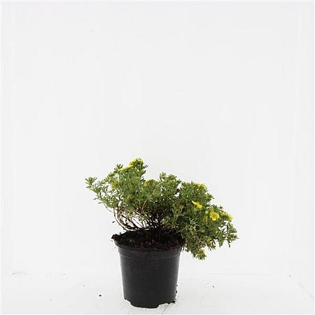 Potentilla f. 'Kobold' Pot 1,5 liter