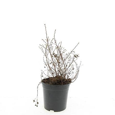 Potentilla f. 'Kobold' Pot 1,5 liter