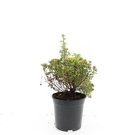 Potentilla f. 'Kobold' Pot 1,5 liter