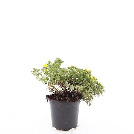 Potentilla f. 'Kobold' Pot 1,5 liter