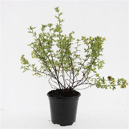 Potentilla f. 'Limelight' Pot 1,5 liter