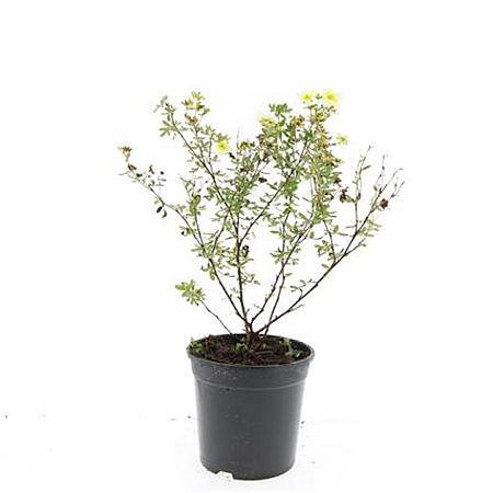 Potentilla f. 'Limelight' Pot 1,5 liter