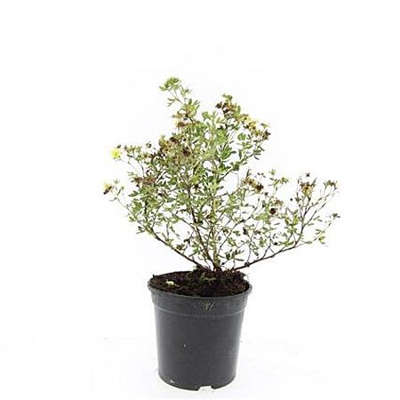 Potentilla f. 'Limelight' Pot 1,5 liter
