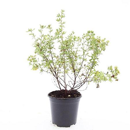 Potentilla f. 'Limelight' Pot 1,5 liter