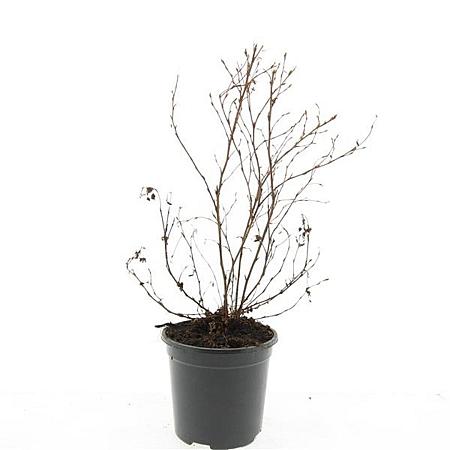Potentilla f. 'Maanelys' Pot 1,5 liter