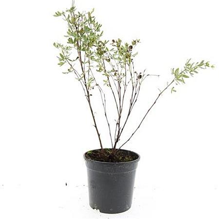Potentilla f. 'Maanelys' Pot 1,5 liter