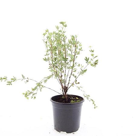 Potentilla f. 'Maanelys' Pot 1,5 liter