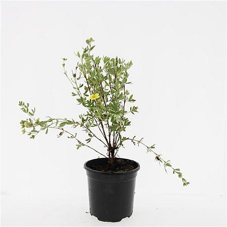 Potentilla f. 'Maanelys' Pot 1,5 liter