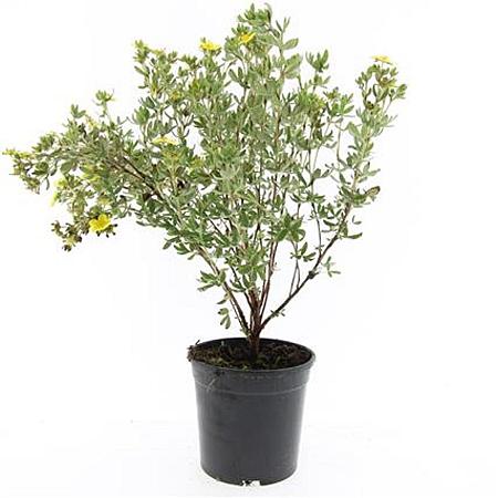 Potentilla f. 'Maanelys' Pot 1,5 liter