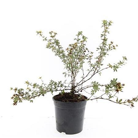 Potentilla f. 'Primrose Beauty' Pot 1,5 liter