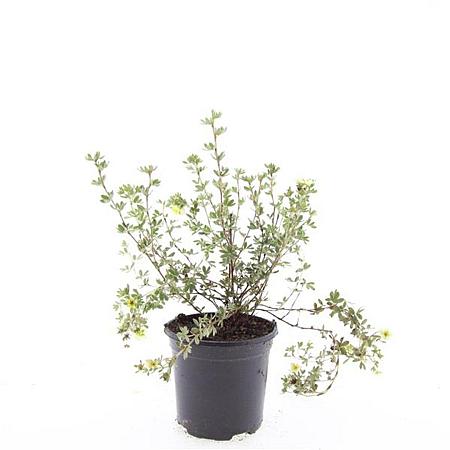 Potentilla f. 'Primrose Beauty' Pot 1,5 liter