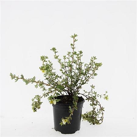 Potentilla f. 'Primrose Beauty' Pot 1,5 liter