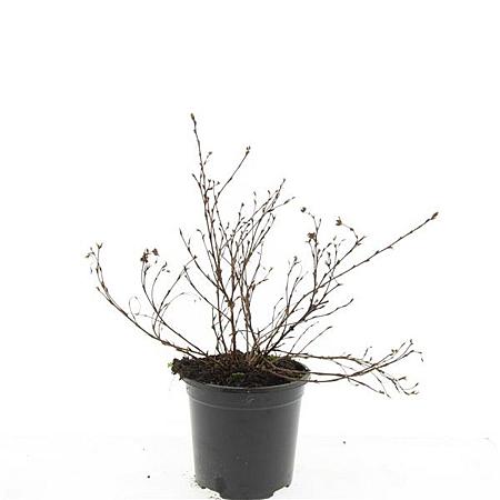 Potentilla f. 'Primrose Beauty' Pot 1,5 liter