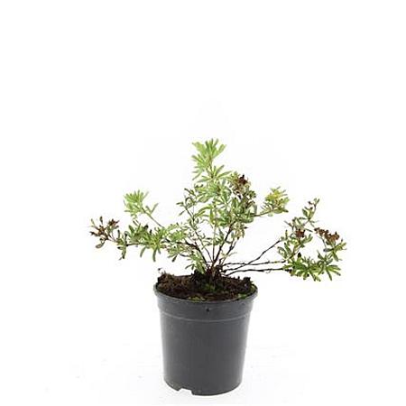 Potentilla f. 'Primrose Beauty' Pot 1,5 liter