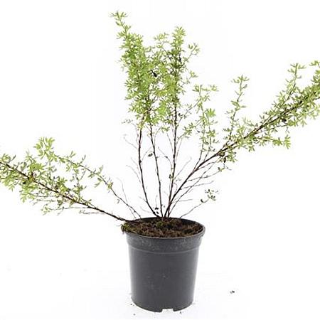 Potentilla f. 'Tangerine' Pot 1,5 liter