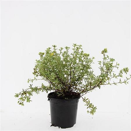 Potentilla f. 'Tangerine' Pot 1,5 liter