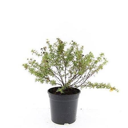 Potentilla f. 'Tangerine' Pot 1,5 liter