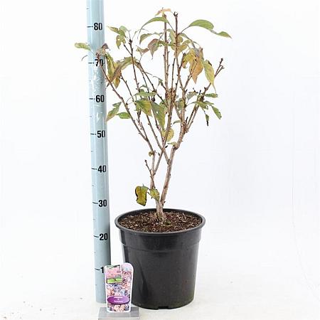 Prunus 'Accolade' Pot 10 liter 100 - 125 cm