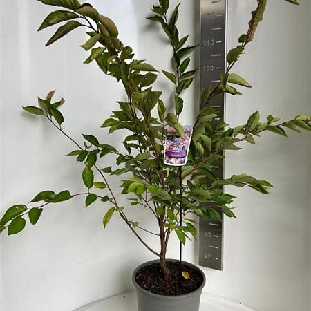 Prunus 'Accolade' Pot 10 liter 100 - 125 cm