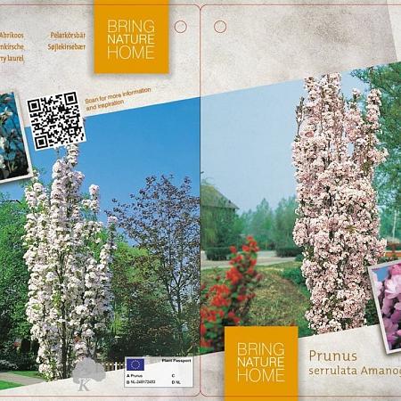 Prunus ser. 'Amanogawa' (Stamomtrek 10-12 cm) Geveerd