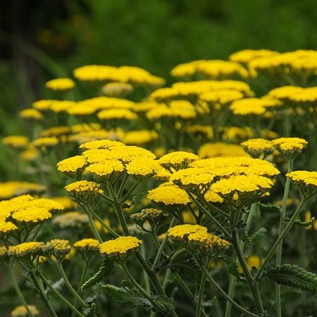 Achillea tomentosa 'Aurea' Pot 9 cm