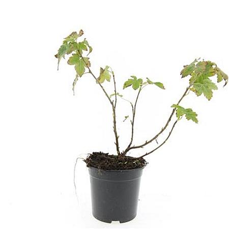 Ribes glandulosum Pot 1,5 liter