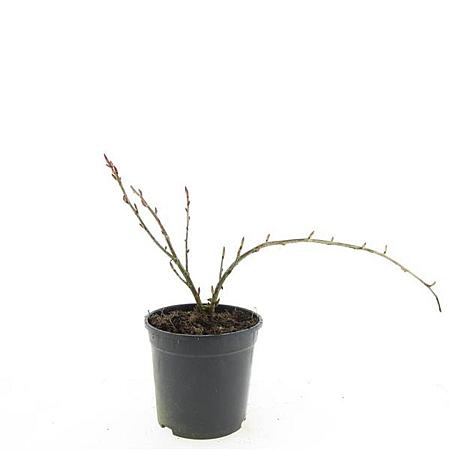 Ribes glandulosum Pot 1,5 liter