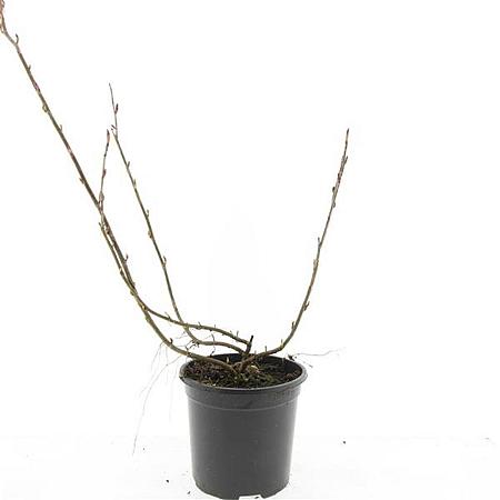 Ribes glandulosum Pot 1,5 liter