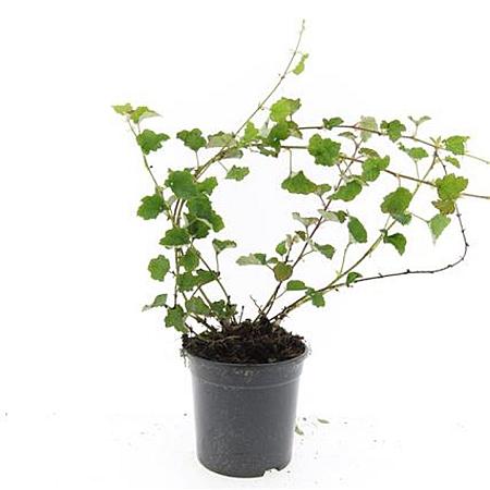 Rubus 'Betty Ashburner' Pot 1,5 liter