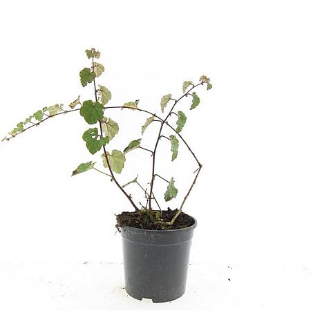 Rubus 'Betty Ashburner' Pot 1,5 liter
