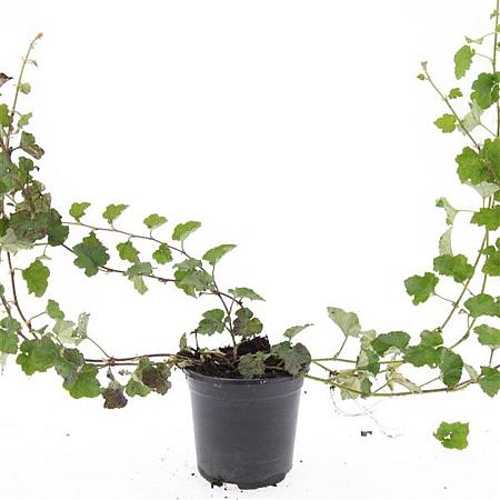 Rubus 'Betty Ashburner' Pot 1,5 liter