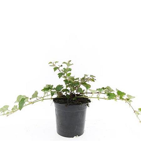 Rubus 'Betty Ashburner' Pot 1,5 liter