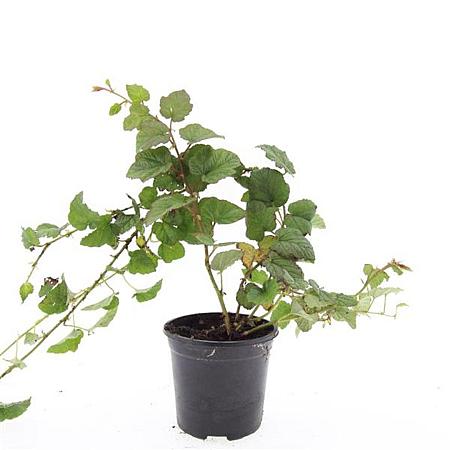 Rubus tricolor Pot 1,5 liter