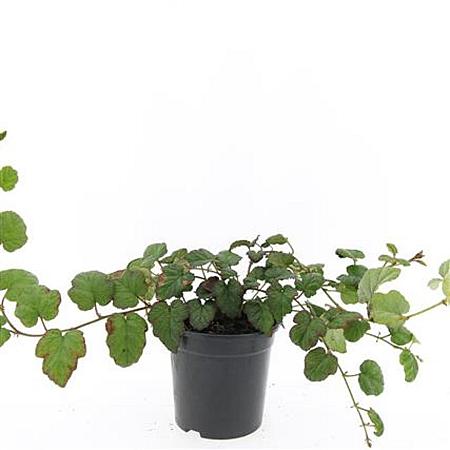 Rubus tricolor Pot 1,5 liter