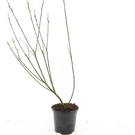 Salix gracilistyla 'Mt. Aso' Pot 1,5 liter