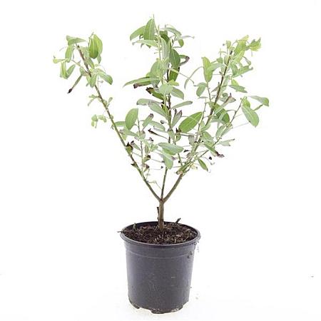 Salix gracilistyla 'Mt. Aso' Pot 1,5 liter