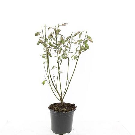 Salix gracilistyla 'Mt. Aso' Pot 1,5 liter