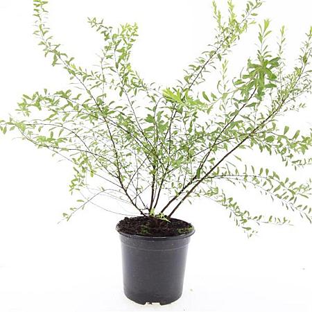 Spiraea arguta Pot 1,5 liter