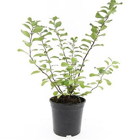 Spiraea betulifolia 'Tor' Pot 1,5 liter