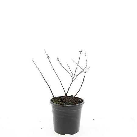 Spiraea betulifolia 'Tor' Pot 1,5 liter