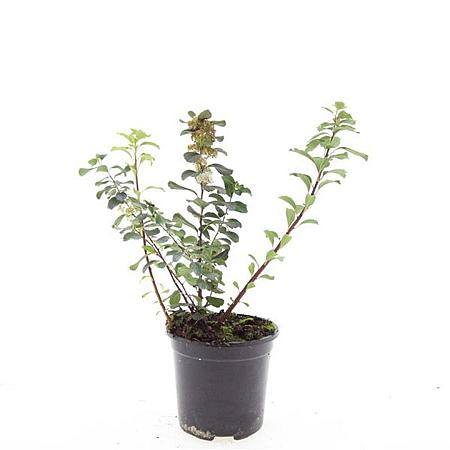 Spiraea betulifolia 'Tor' Pot 1,5 liter