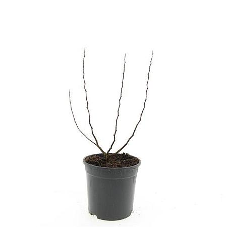 Spiraea betulifolia 'Tor' Pot 1,5 liter