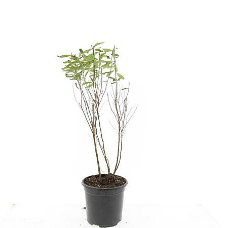 Spiraea billardii Pot 1,5 liter