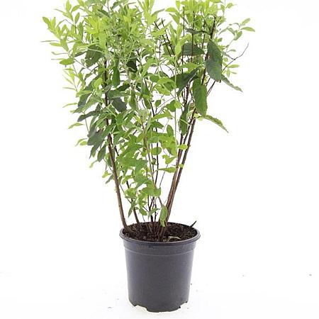 Spiraea billardii Pot 1,5 liter