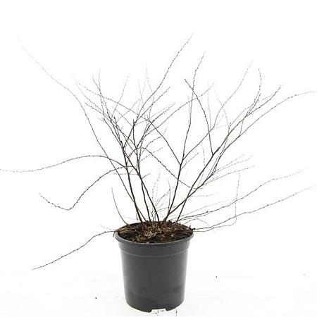 Spiraea cinerea 'Grefsheim' Pot 1,5 liter